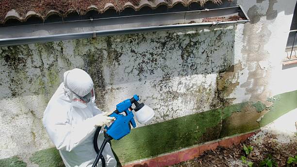 Mold Removal service in Highland Park